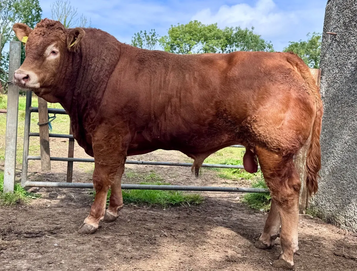 Quality Limousin bull - Image 1