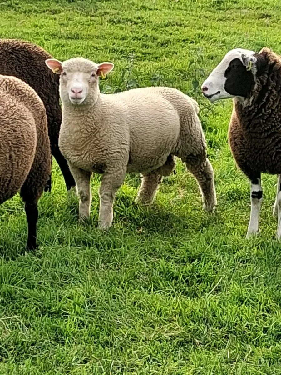 4 store lambs - Image 1