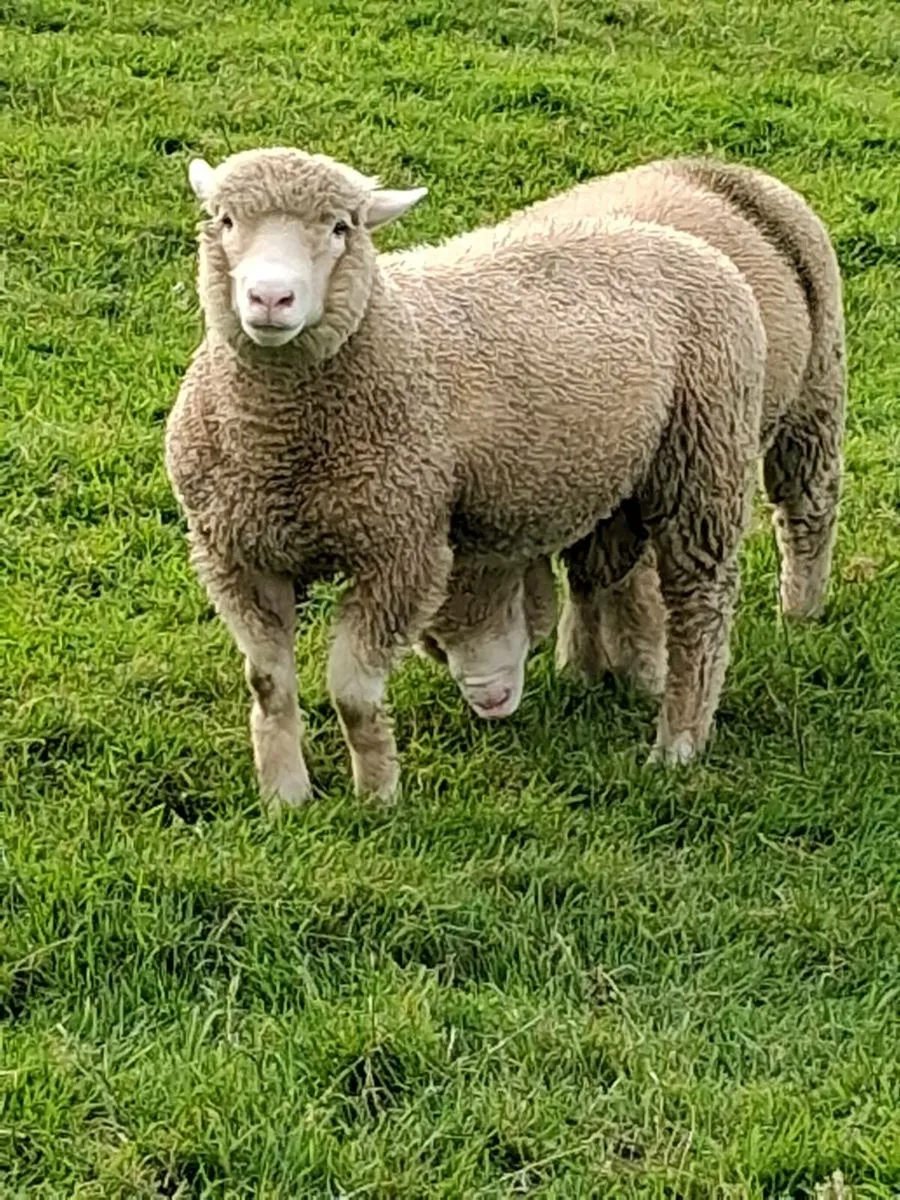 4 store lambs - Image 2