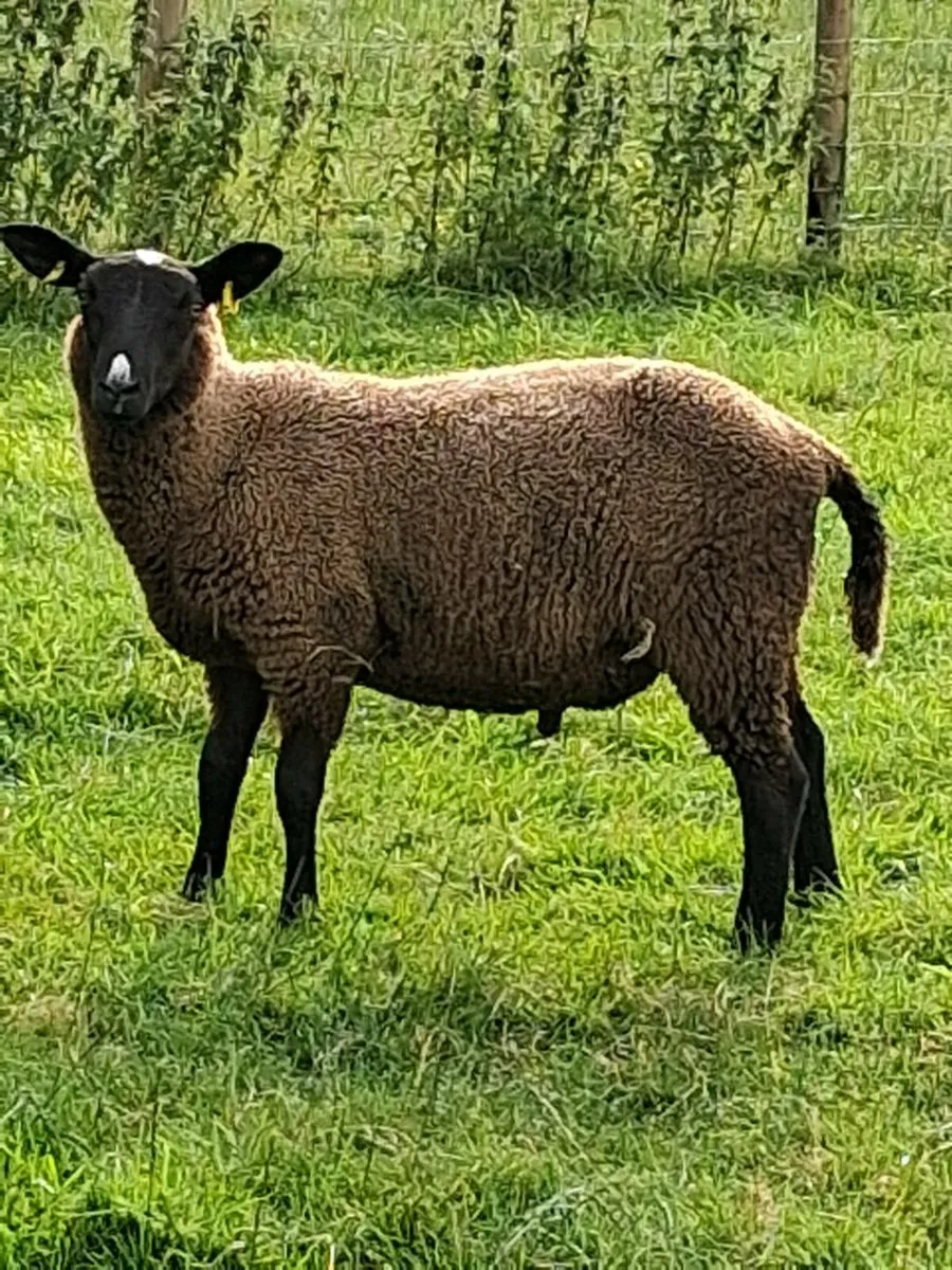 4 store lambs - Image 4