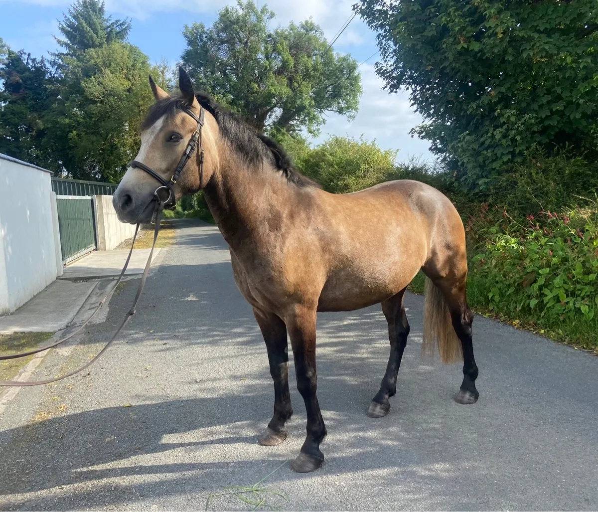 3yro Connemara Gelding - Image 3