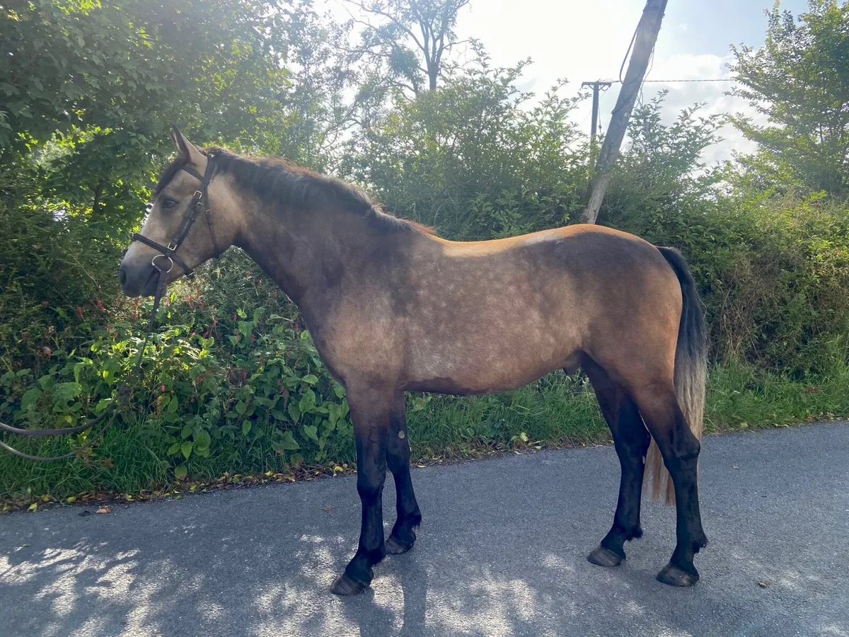 3yro Connemara Gelding - Image 1