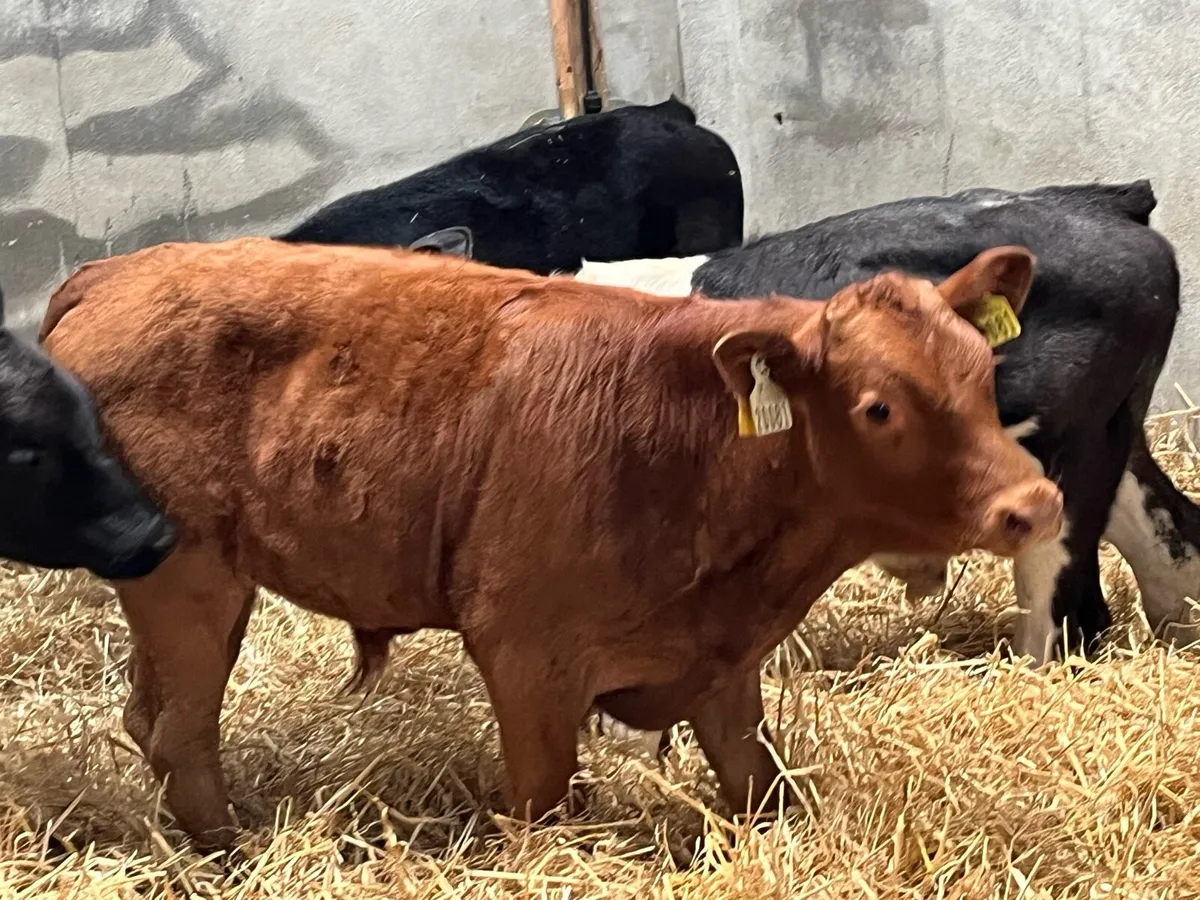 Super Suckler Bred Bull Runners - Image 1