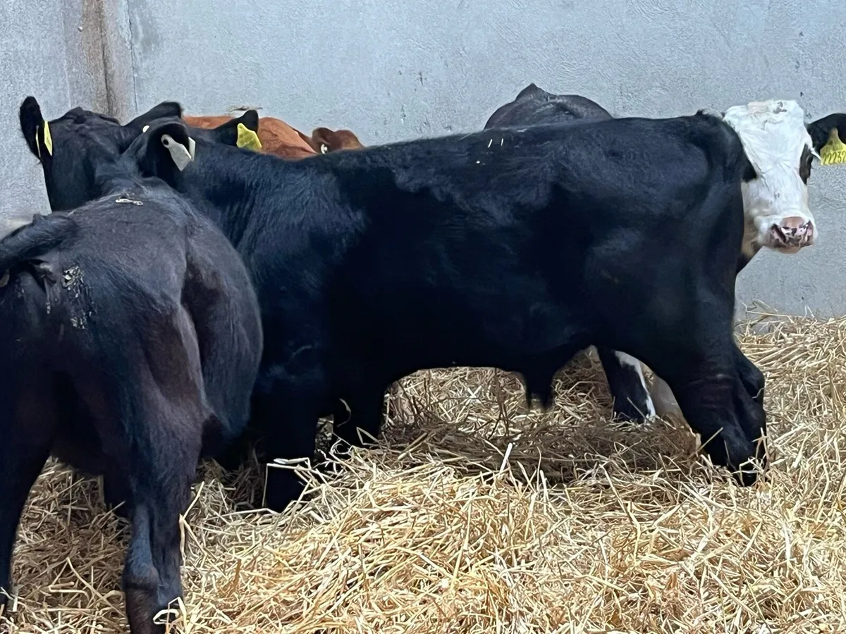 Super Suckler Bred Bull Runners - Image 2