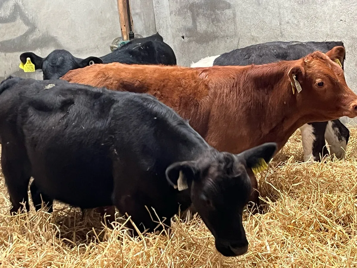 Super Suckler Bred Bull Runners - Image 3