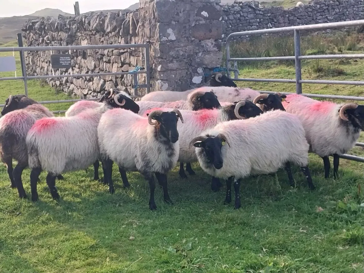 Mayo blackface Ewe Hoggets - Image 2