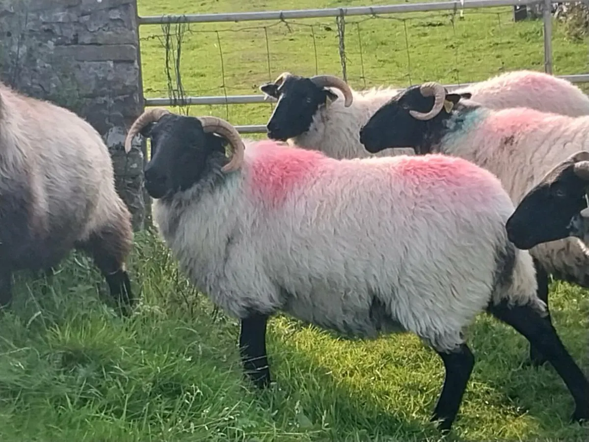 Mayo blackface Ewe Hoggets - Image 3