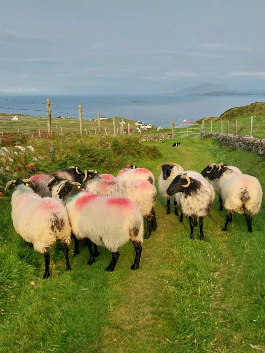 Mayo blackface Ewe Hoggets - Image 4