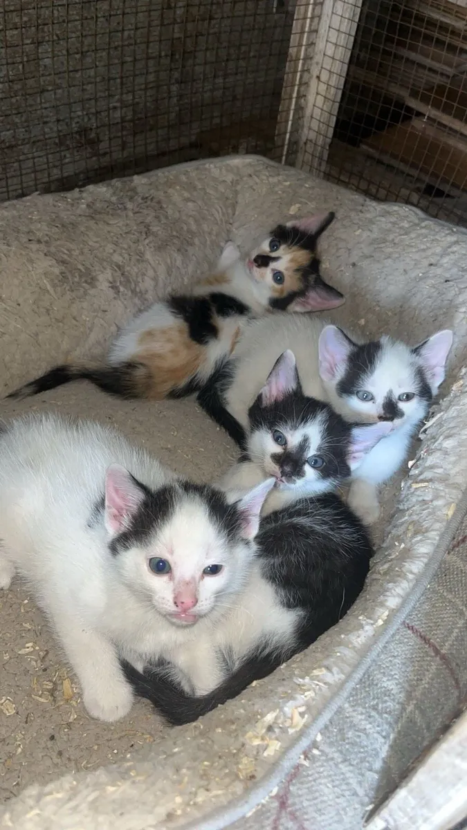 Kittens - Image 1