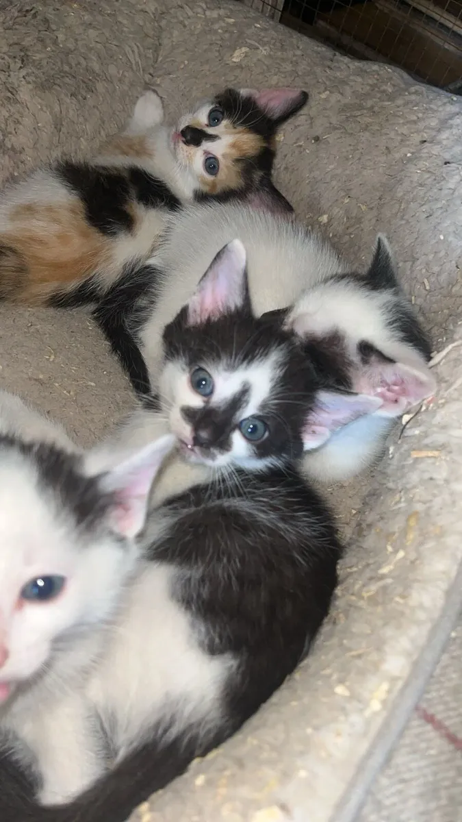 Kittens - Image 2