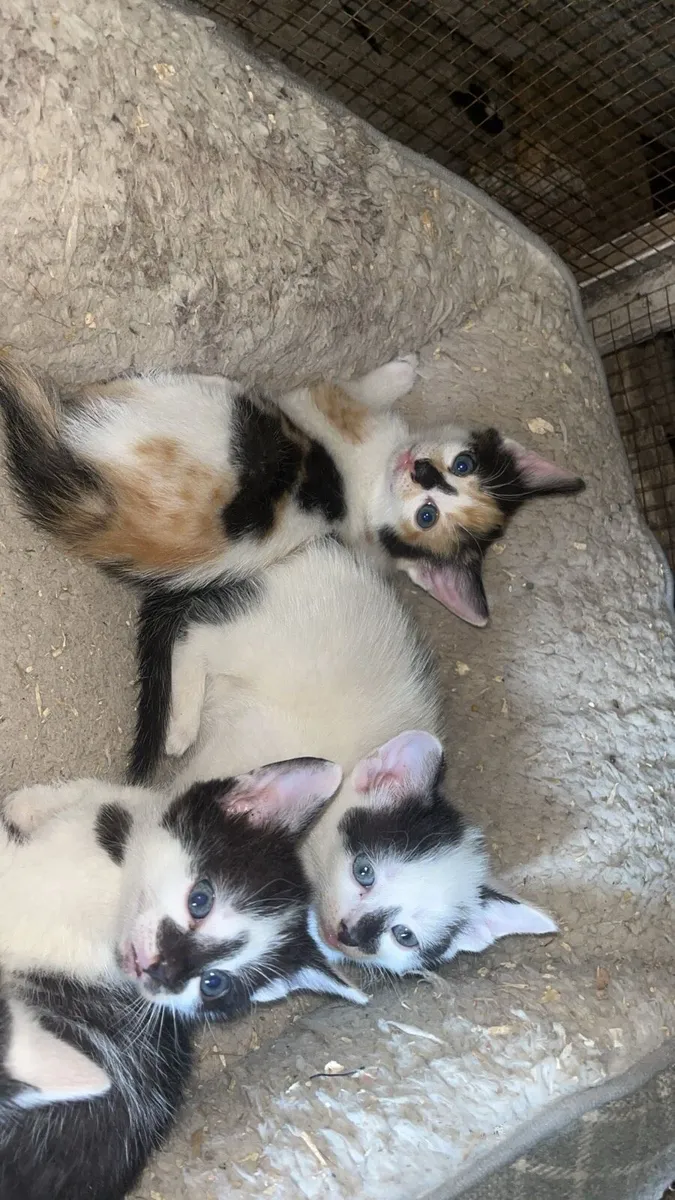 Kittens - Image 3