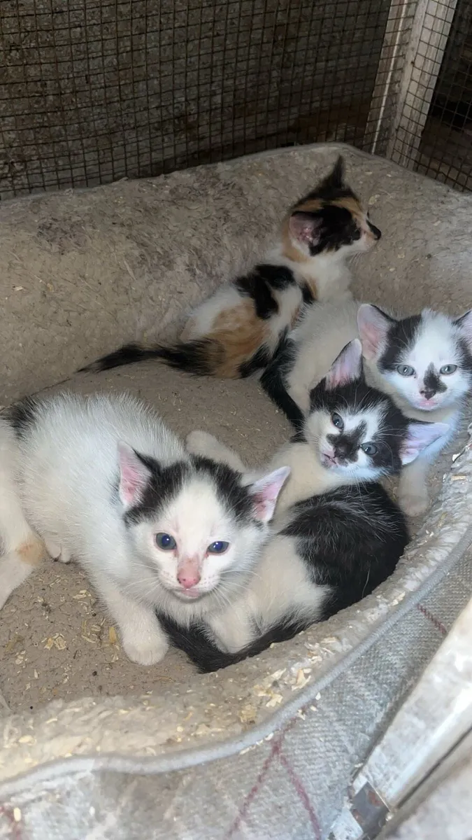 Kittens - Image 4