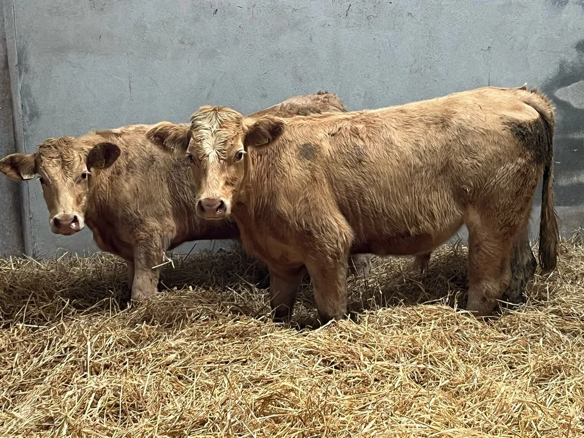 Super 300Kg Golden CH Bullocks - Image 1