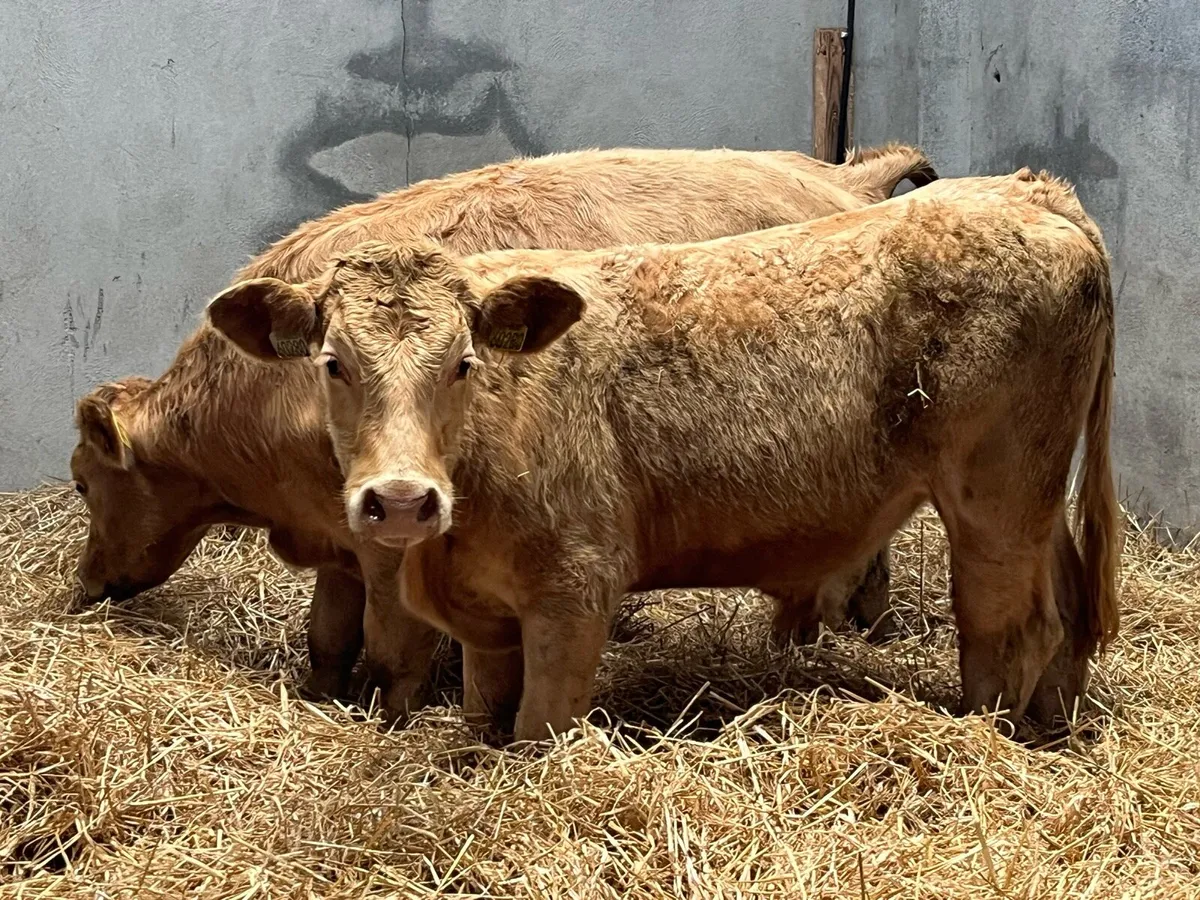 Super 300Kg Golden CH Bullocks - Image 2