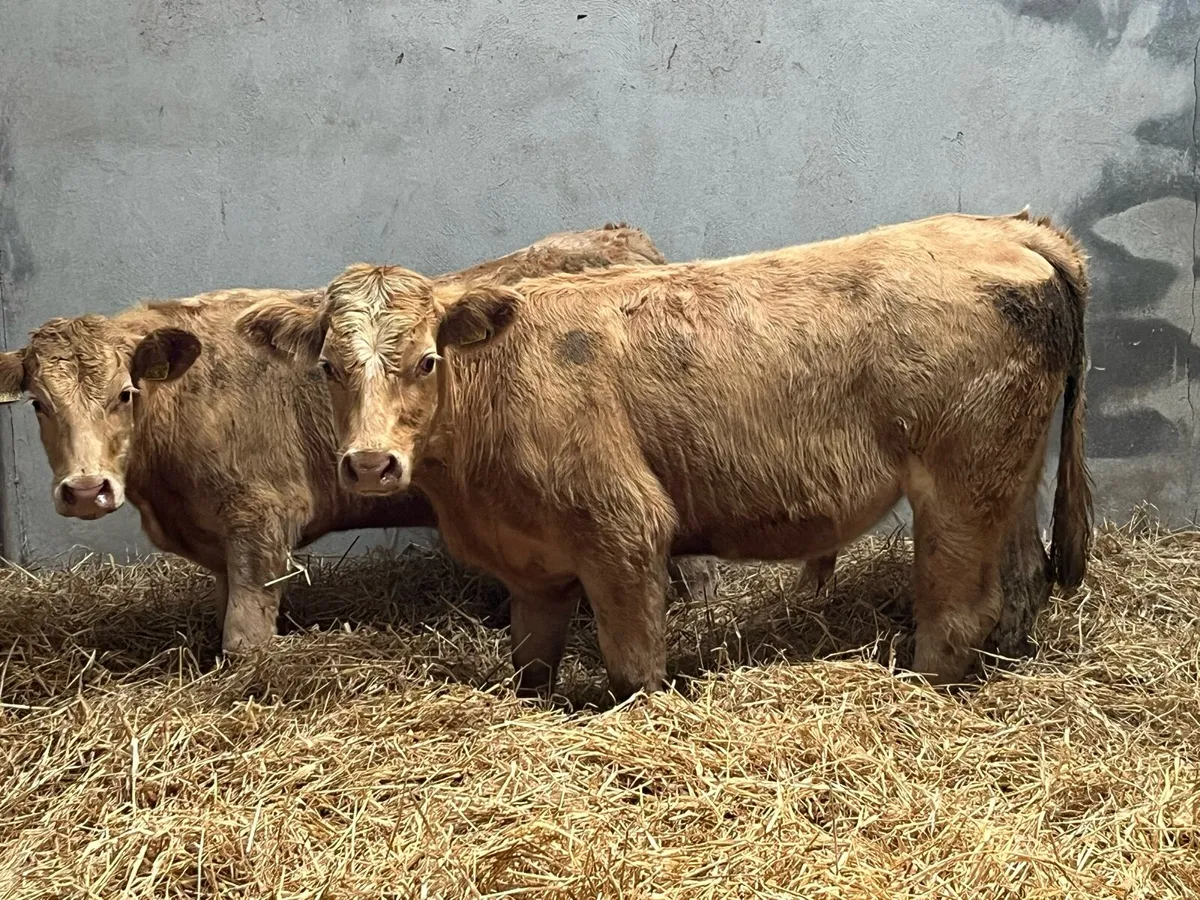 Super 300Kg Golden CH Bullocks - Image 3