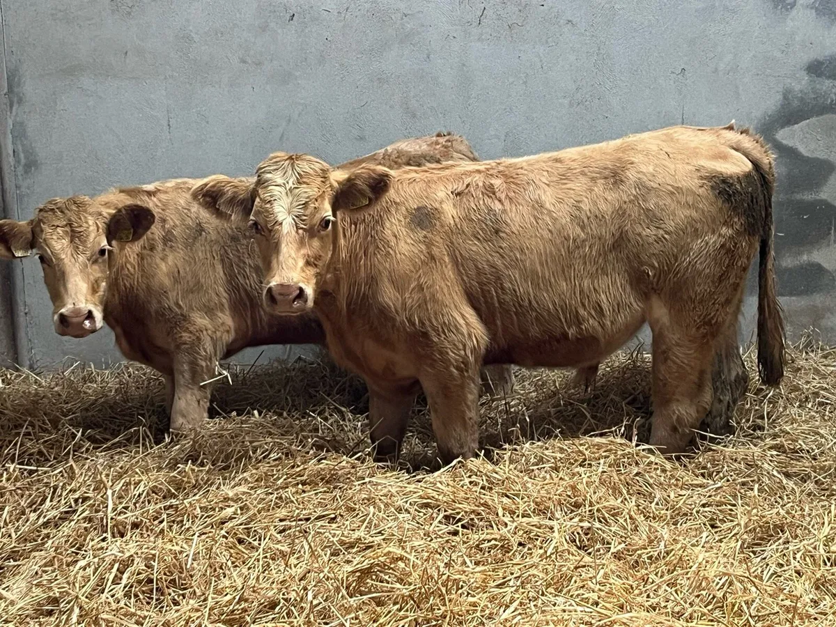 Super 300Kg Golden CH Bullocks - Image 4