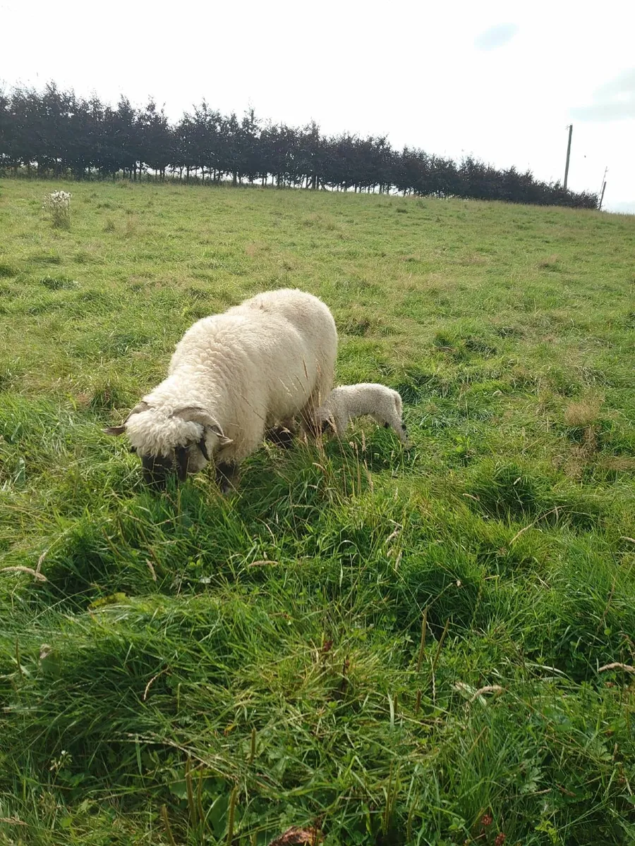 Valais Blacknose Sheep And Lambs For Sale - Image 1