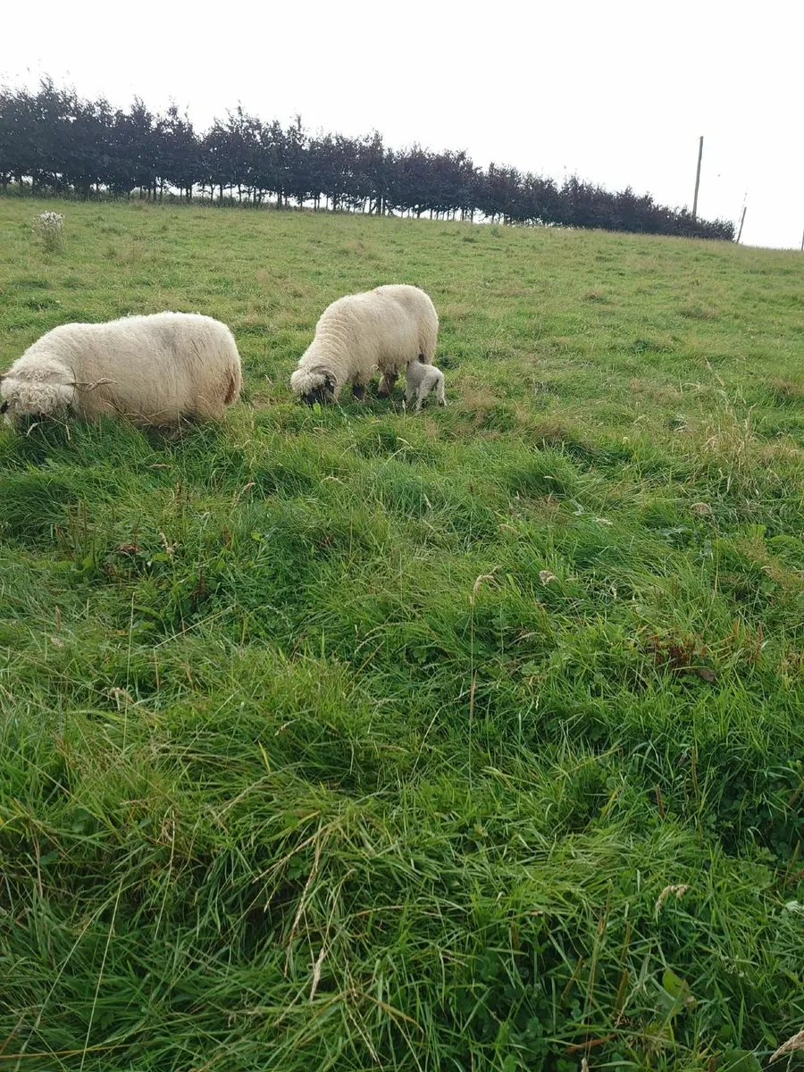 Valais Blacknose Sheep And Lambs For Sale - Image 3