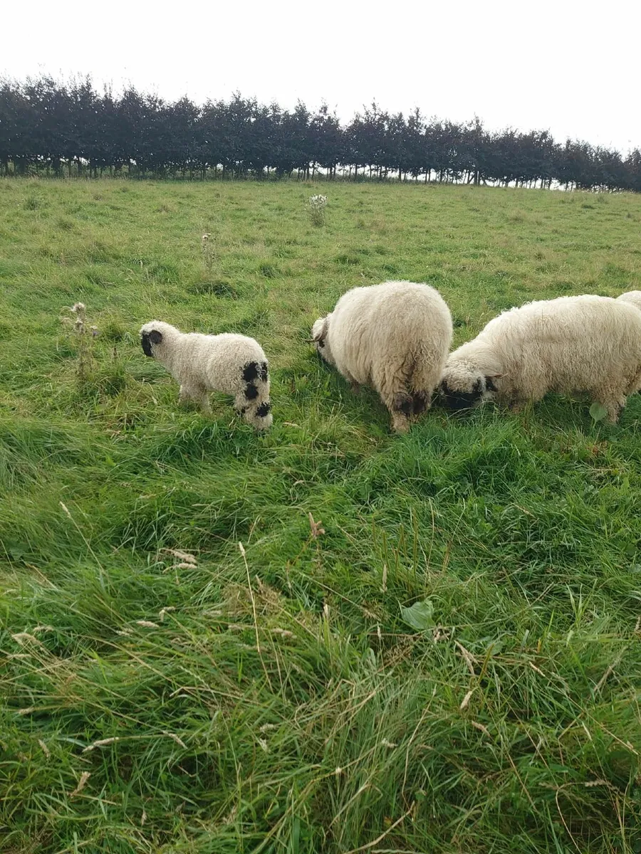 Valais Blacknose Sheep And Lambs For Sale - Image 4