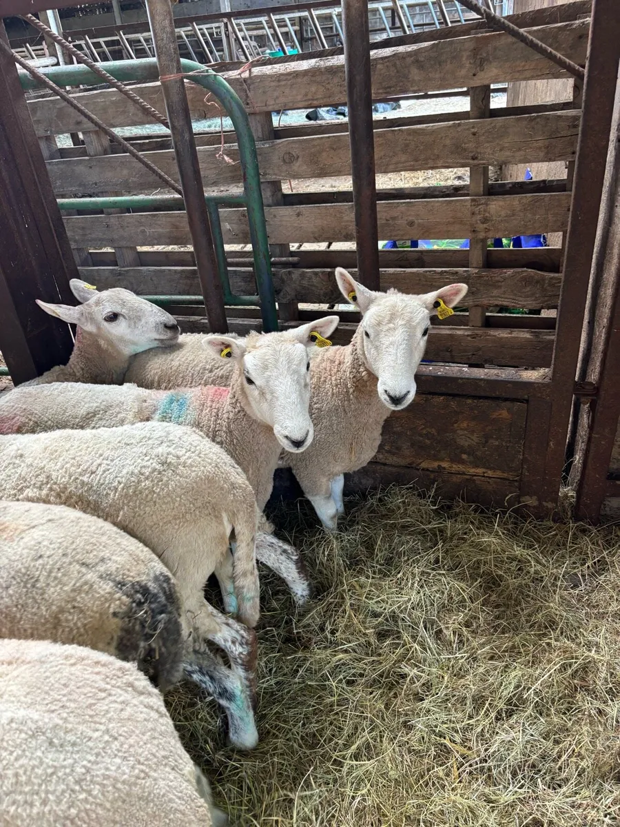 Crossbred Hoggets - Image 1