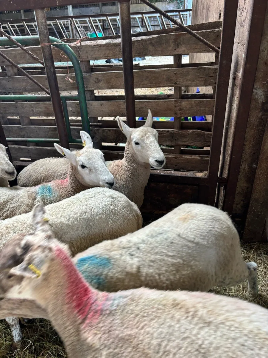 Crossbred Hoggets - Image 2