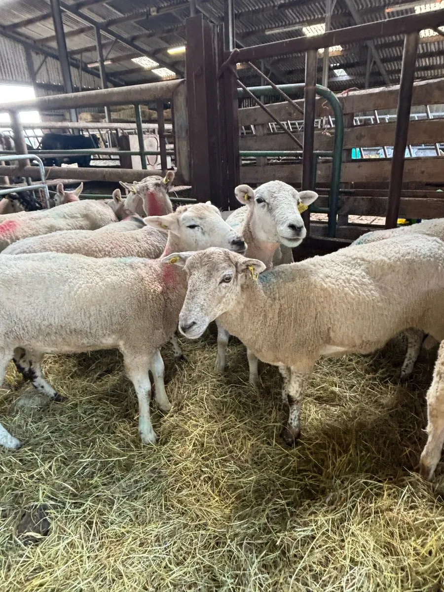 Crossbred Hoggets - Image 3