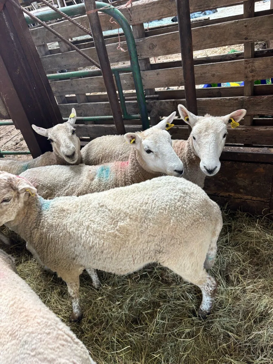 Crossbred Hoggets - Image 4