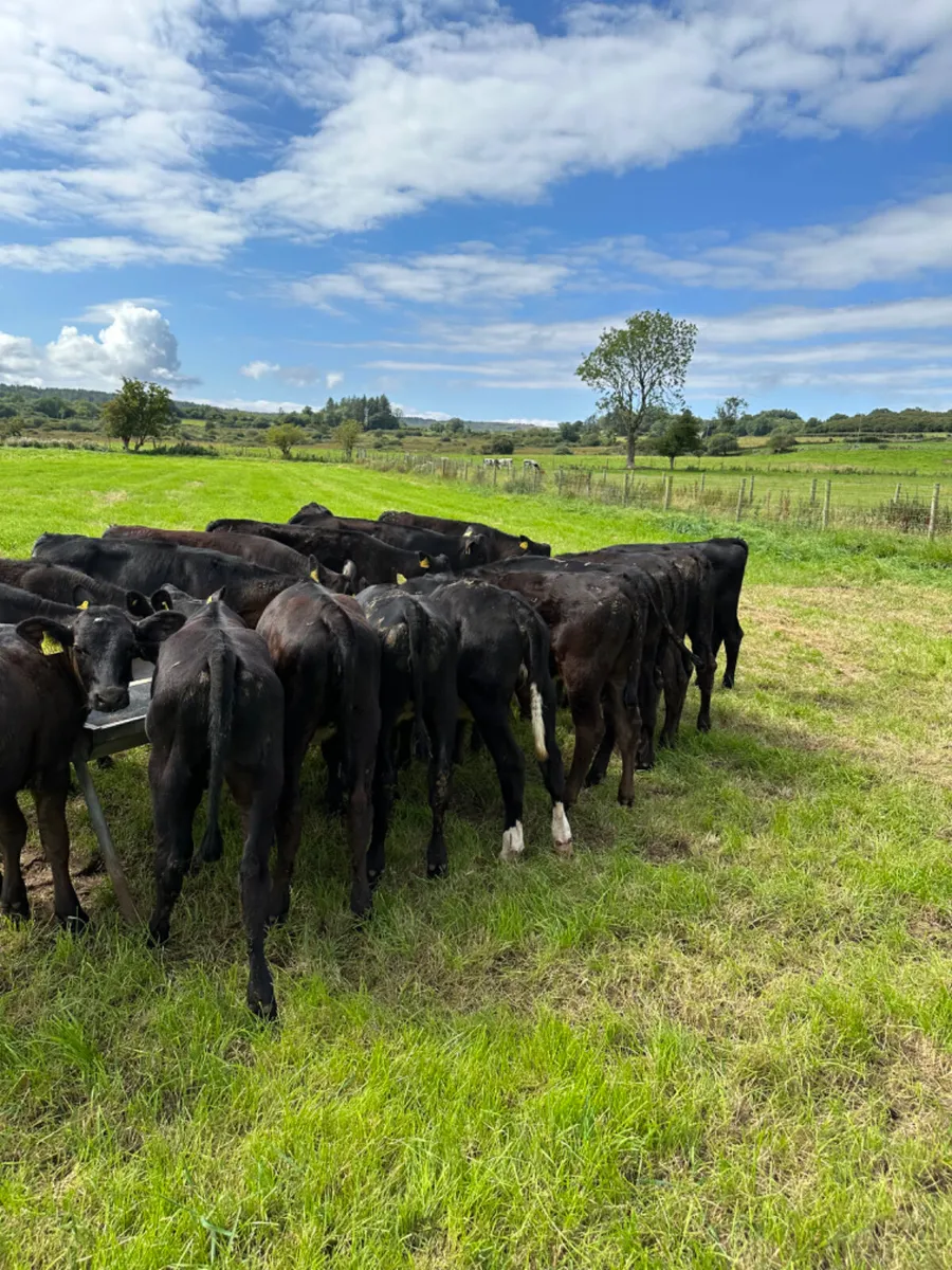 Angus and lim heifers - Image 3