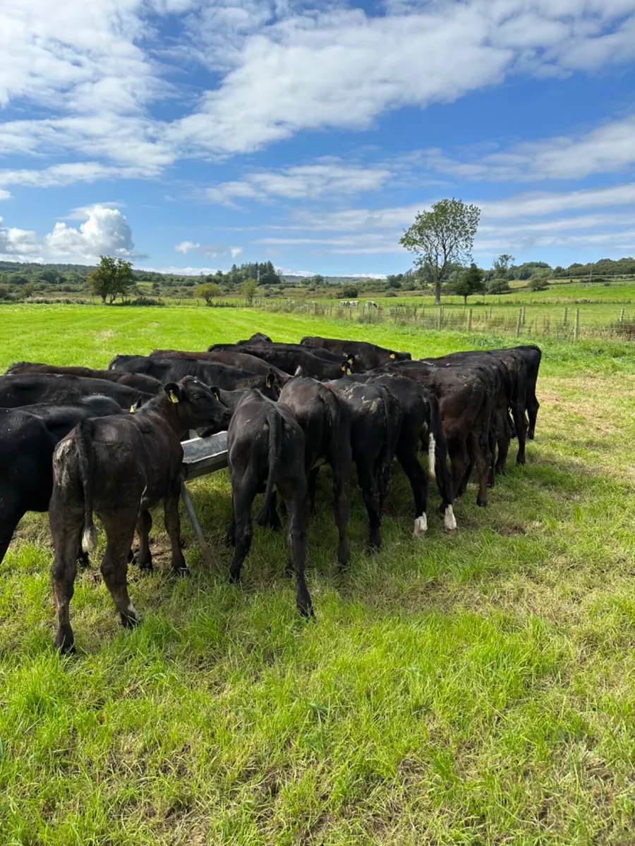 Angus and lim heifers - Image 1
