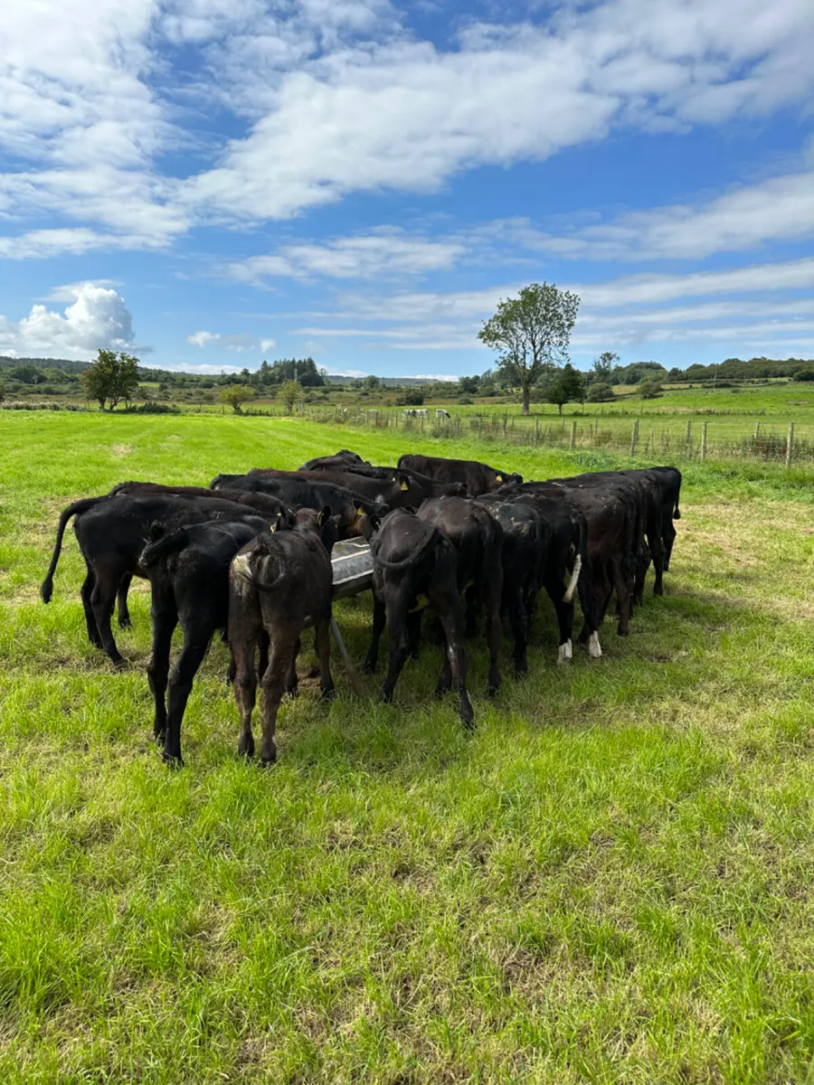 Angus and lim heifers - Image 2