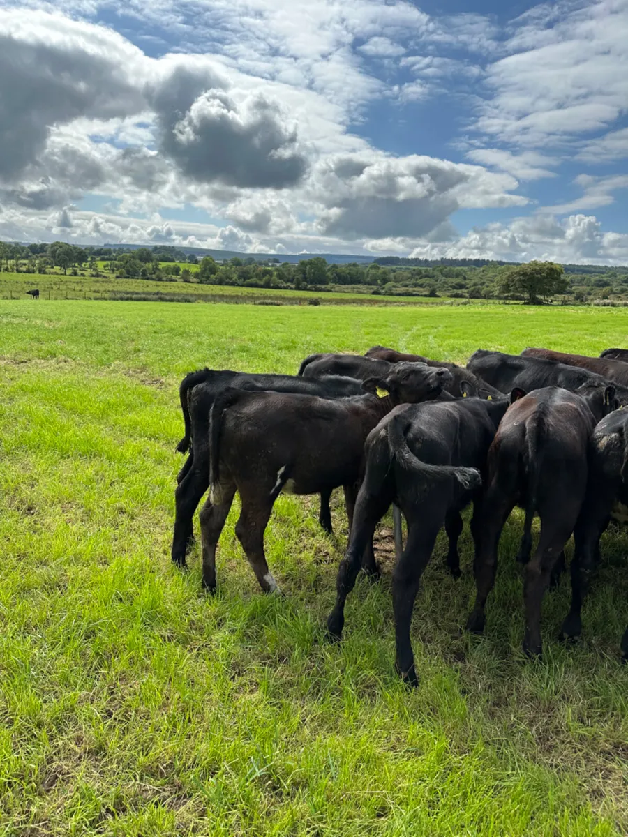 Angus and lim heifers - Image 4
