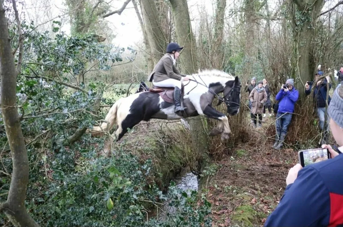 14.2hh quality 6 yr old gelding - Image 3