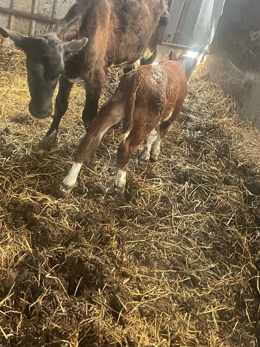 Calf - Image 2