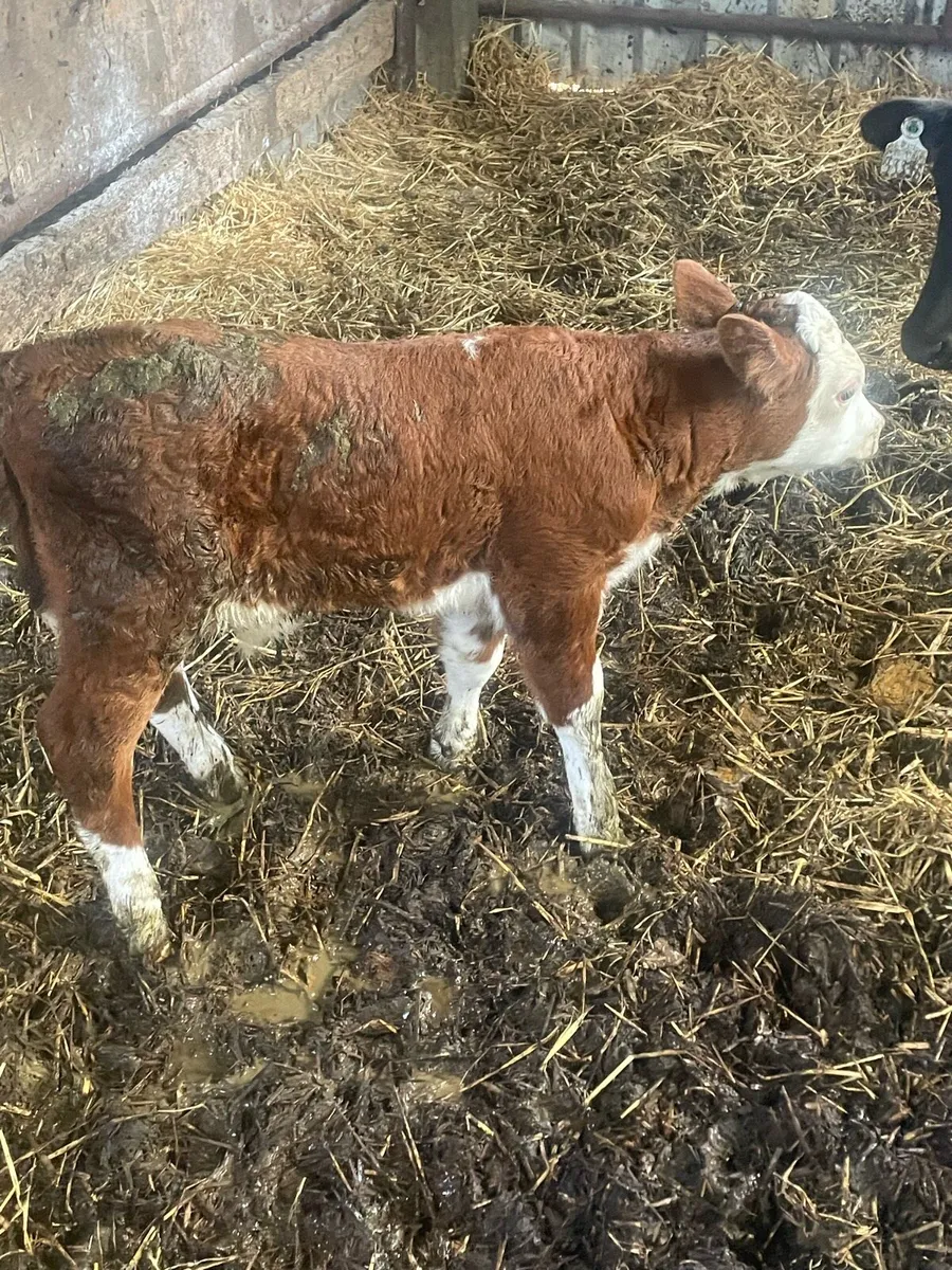 Calf - Image 1