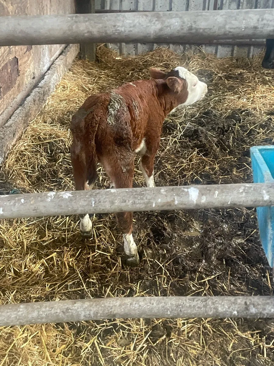 Calf - Image 3