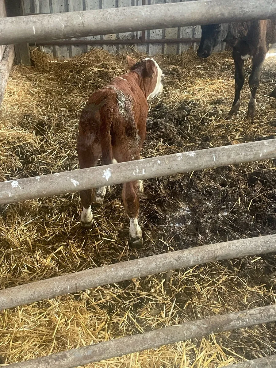 Calf - Image 4