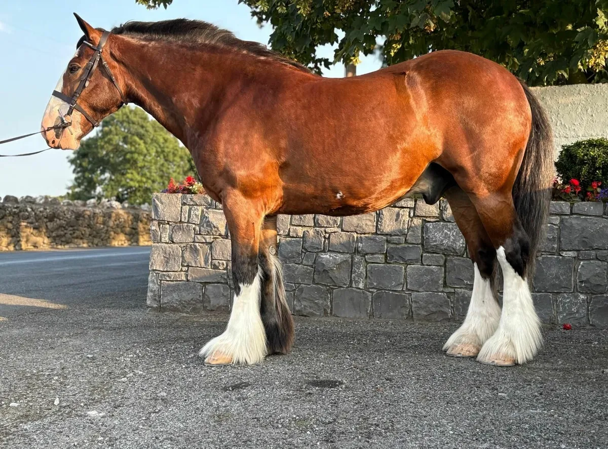 Quality 15.3hh 4yo Cob Gelding - Image 3