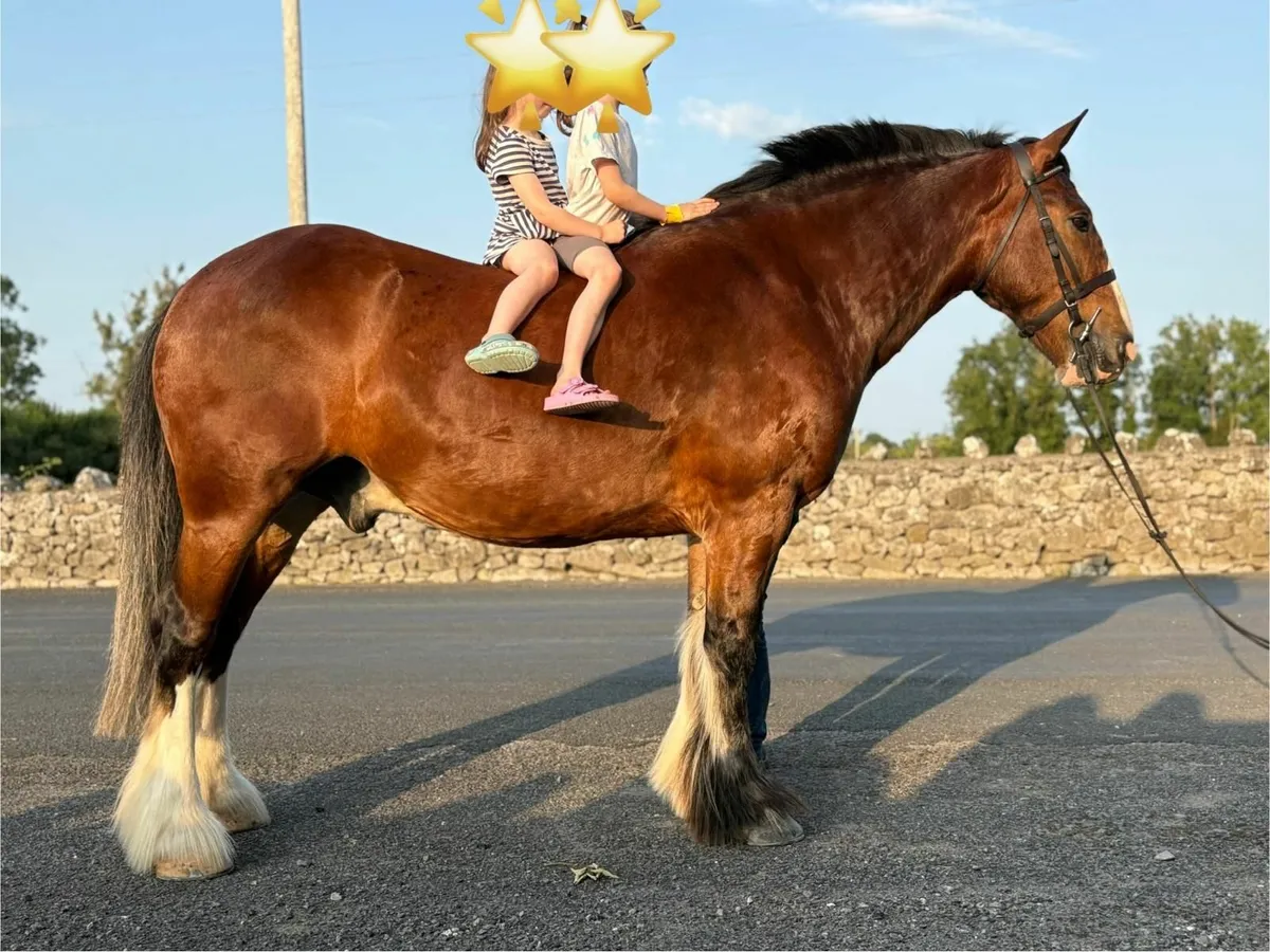 Quality 15.3hh 4yo Cob Gelding - Image 1