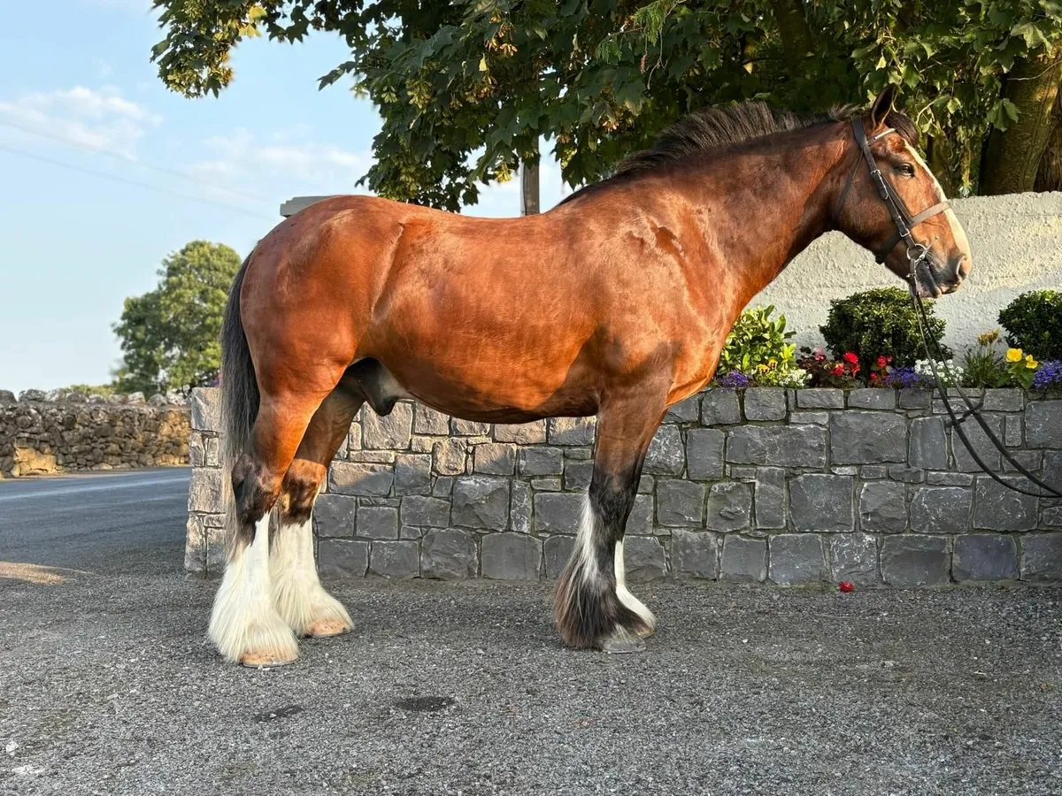 Quality 15.3hh 4yo Cob Gelding - Image 4