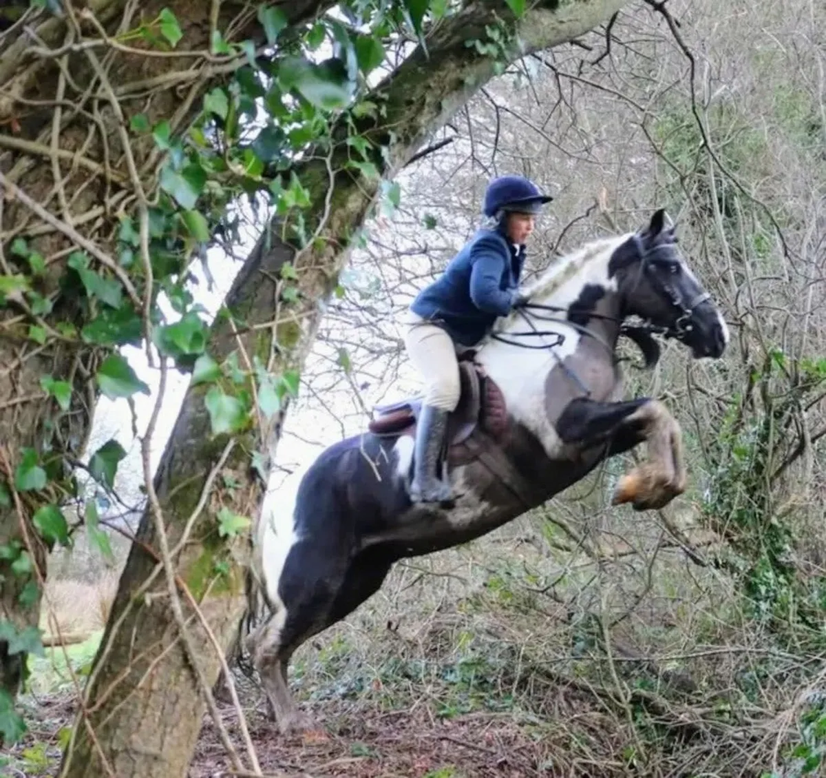 14.2hh quality 6 yr old gelding - Image 2