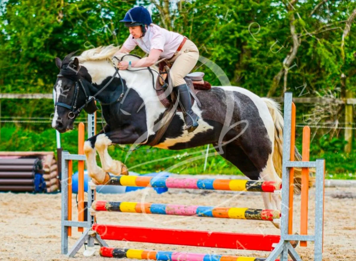 14.2hh quality 6 yr old gelding - Image 4