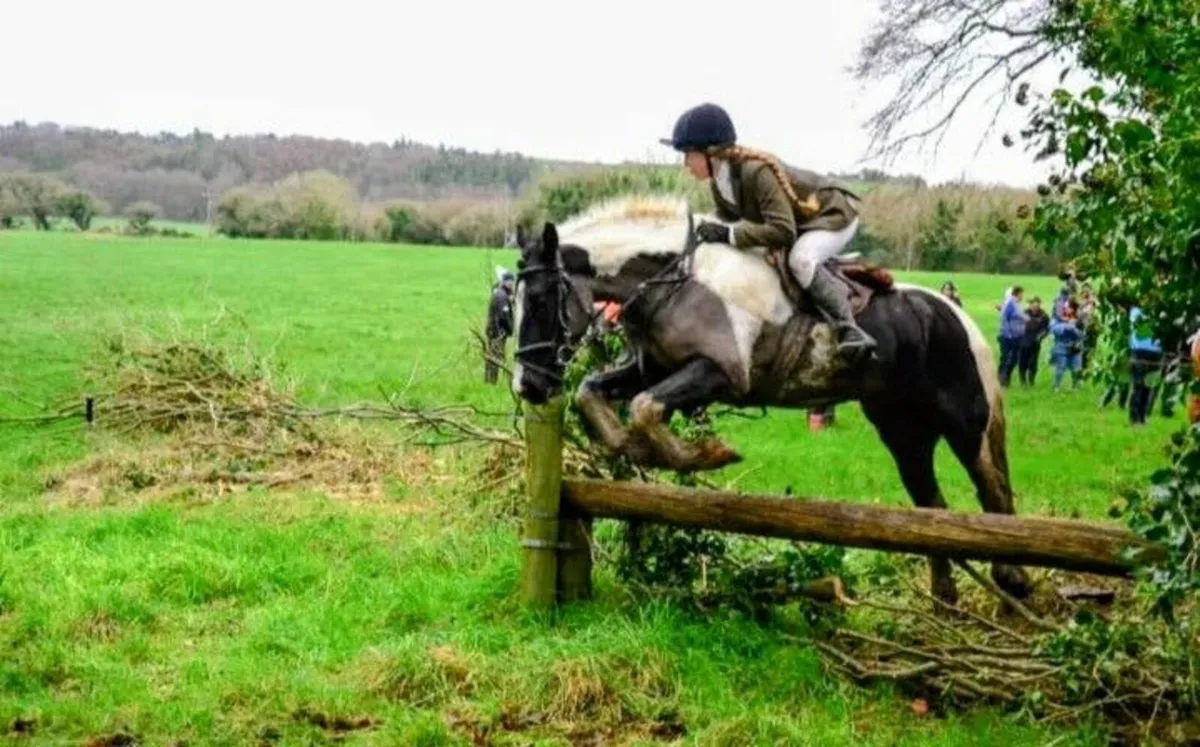 14.2hh quality 6 yr old gelding - Image 1