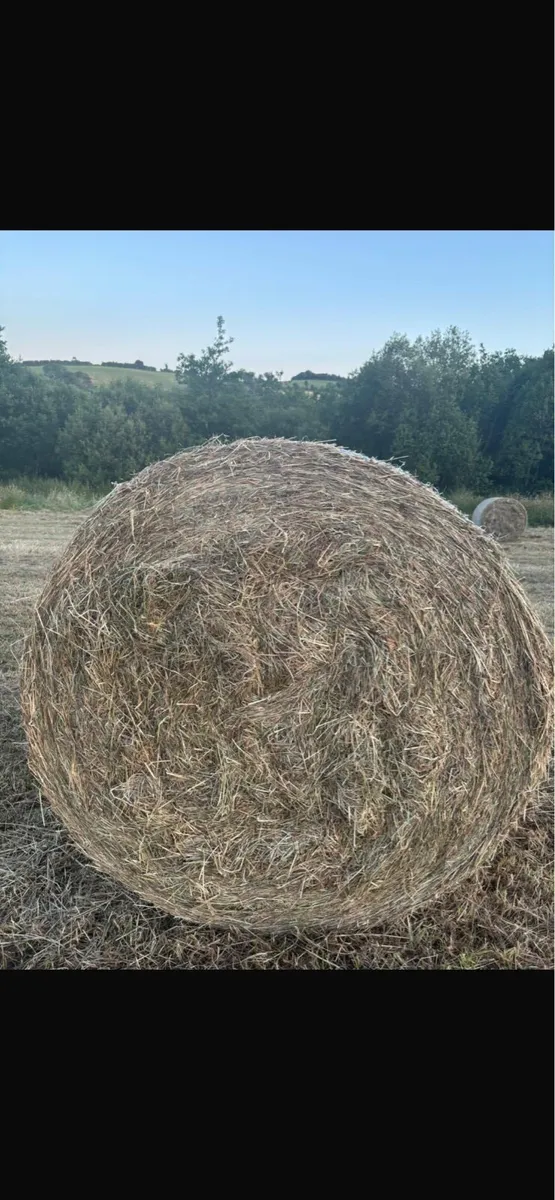 Hay - Image 1