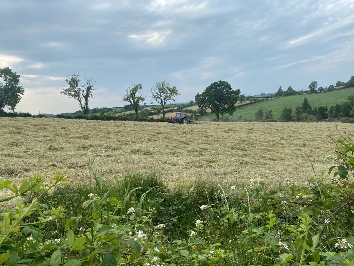 Hay - Image 2
