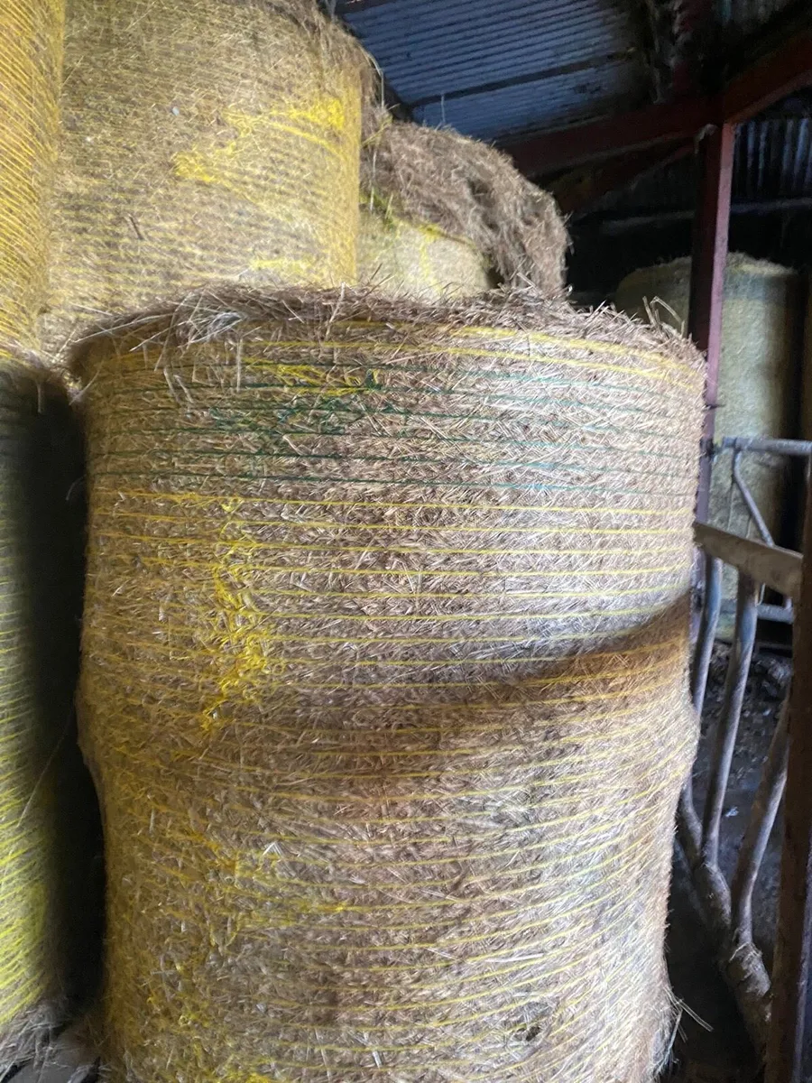 Hay - Image 3