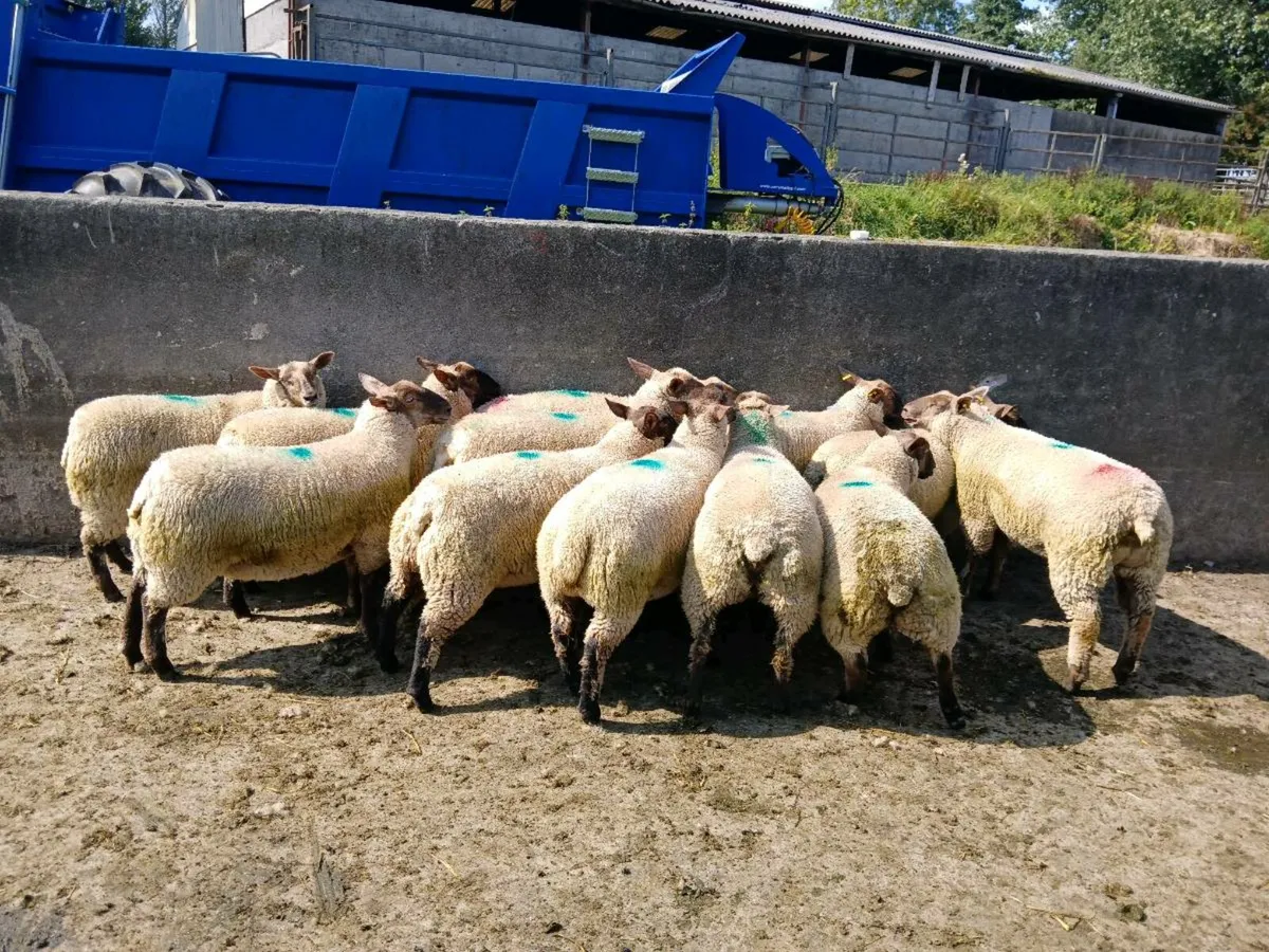 Ewe lambs For Sale - Image 1