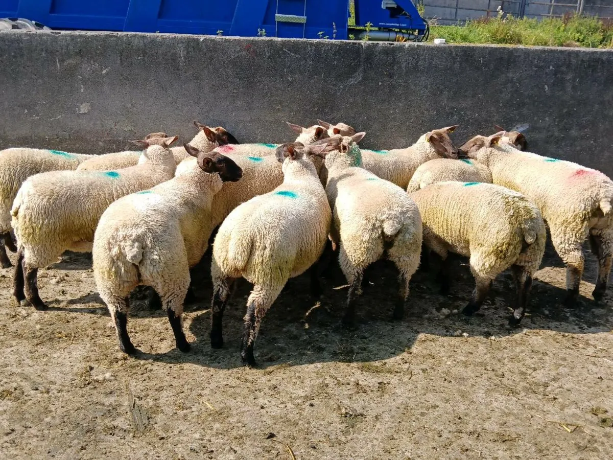 Ewe lambs For Sale - Image 2