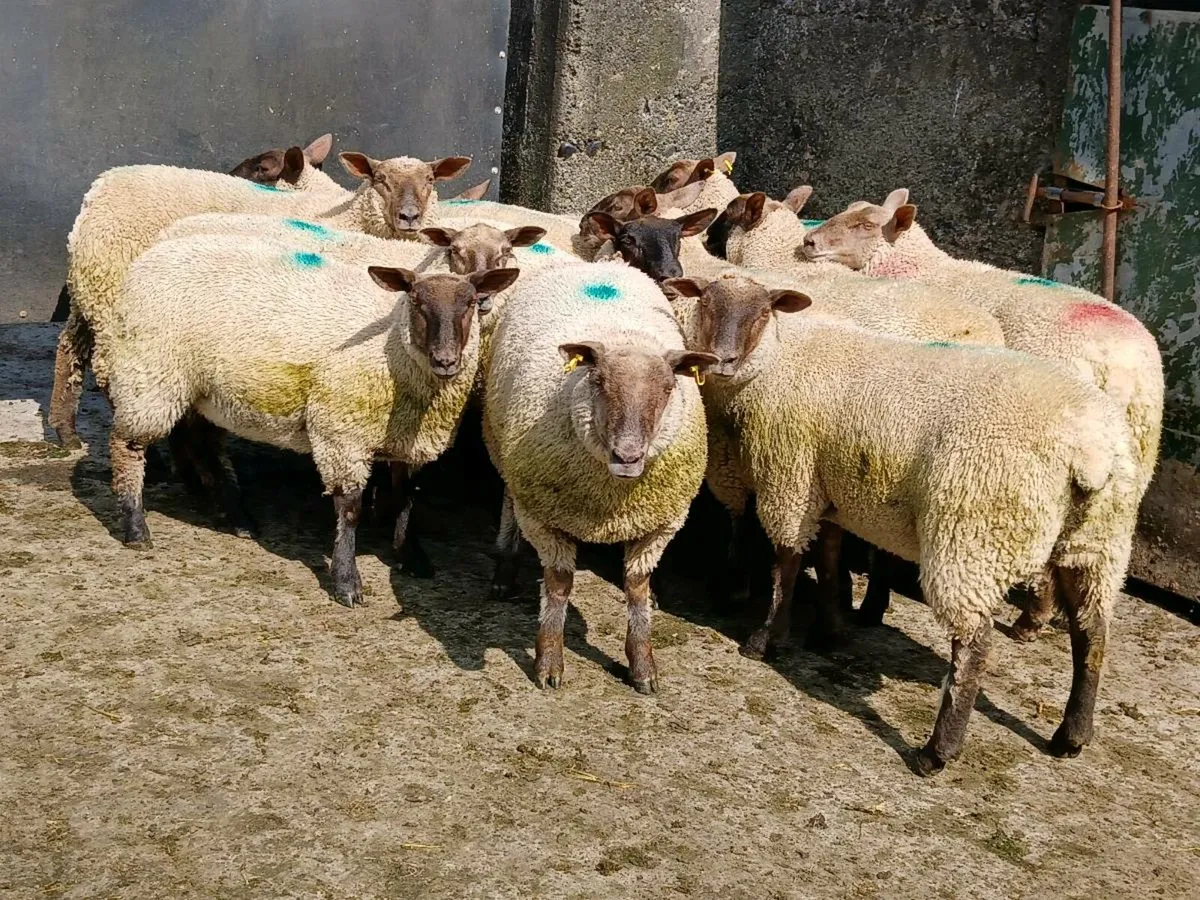 Ewe lambs For Sale - Image 3