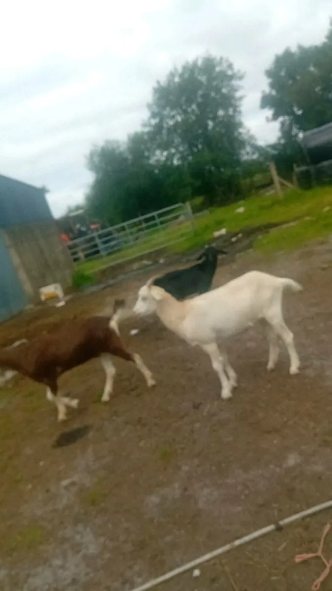 Goats for salw - Image 1