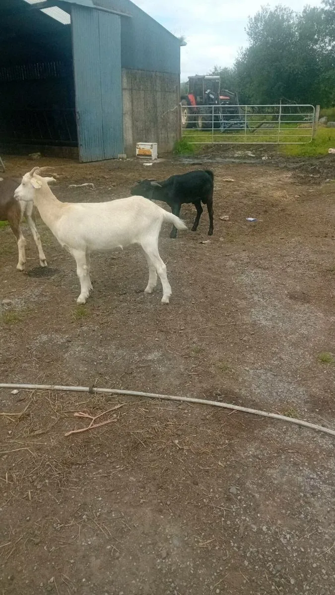 Goats for salw - Image 2